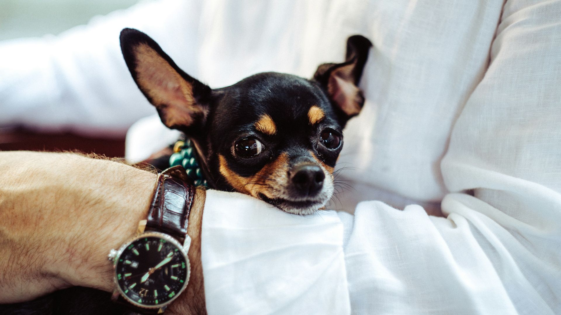 man in white dress shirt wearing round analog watch with brown leather bracelet holding black chihuahua during daytime