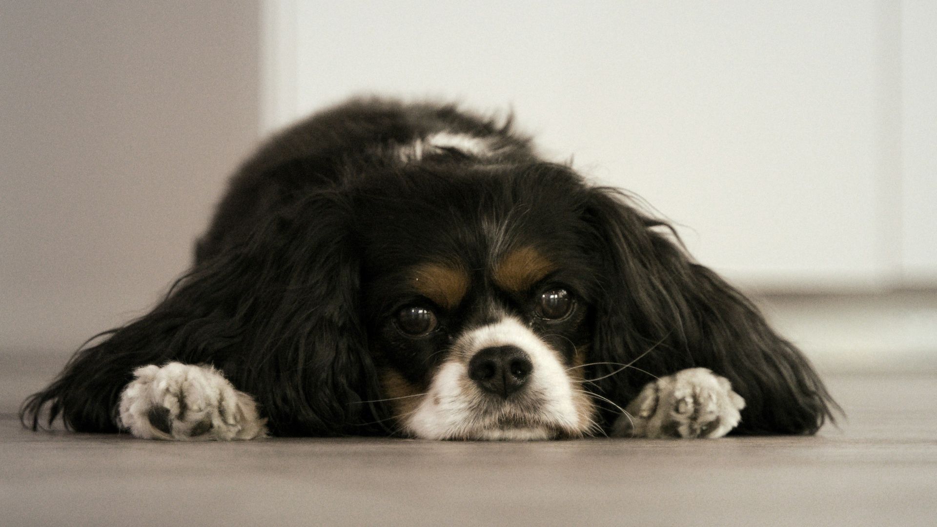 a dog lying on the floor