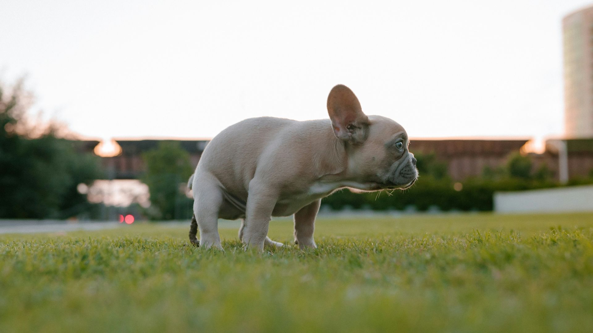 a small white dog standing on top of a lush green field