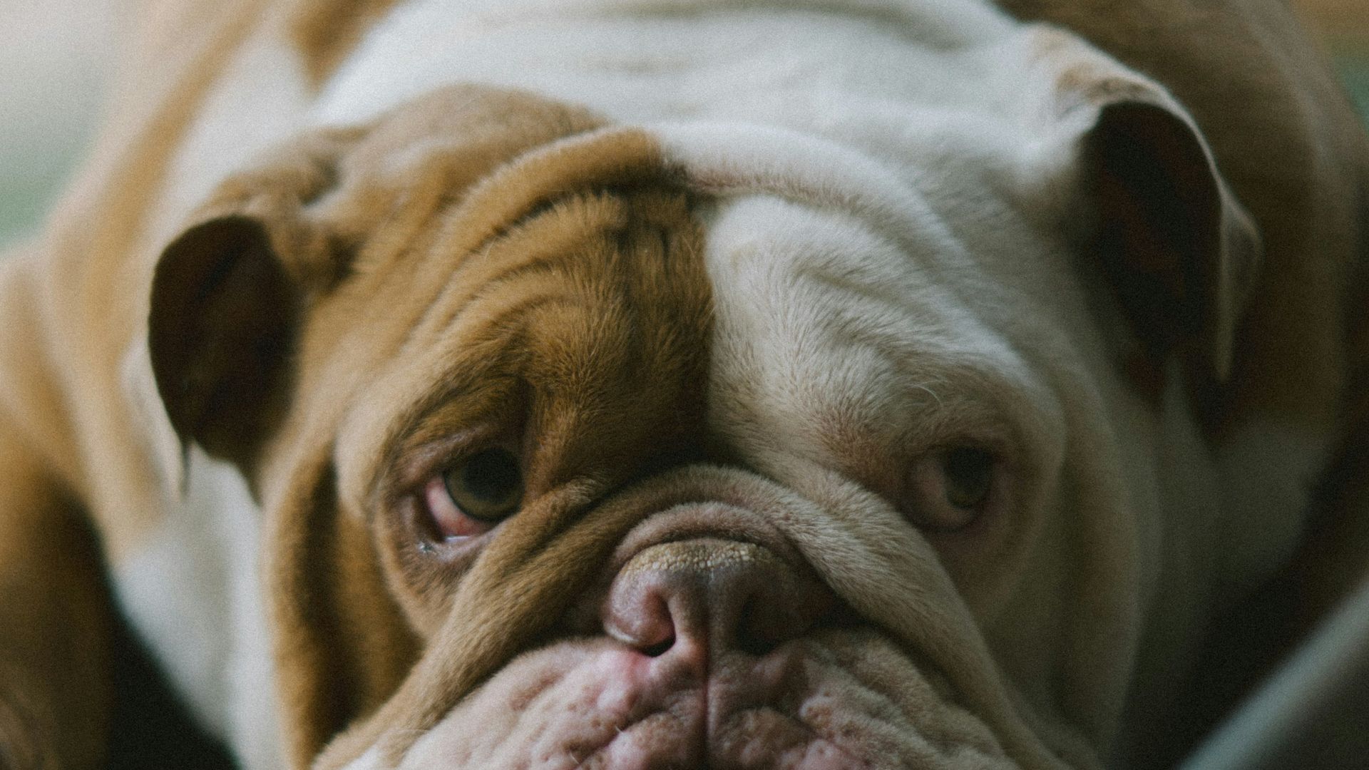 A brown and white dog laying on the ground