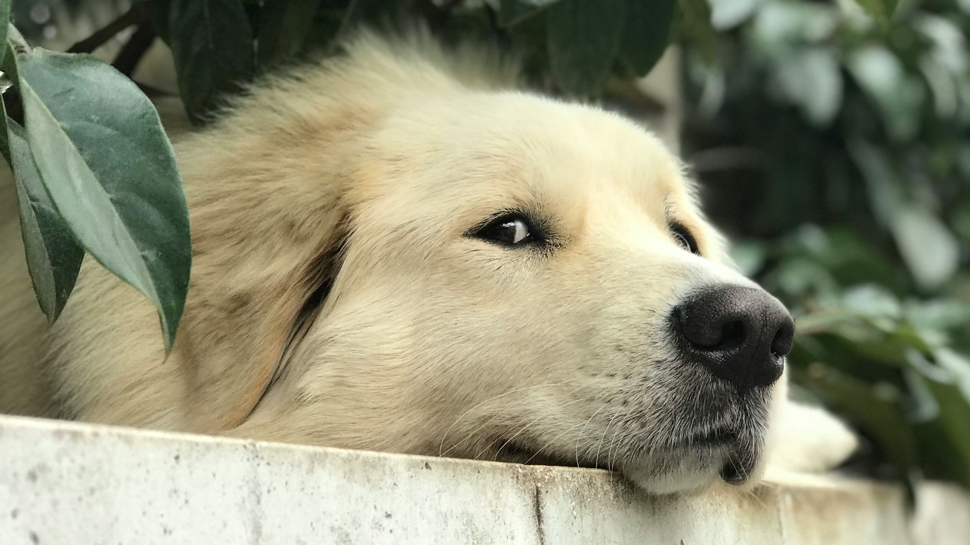 white long coated dog lying on white concrete wall during daytime