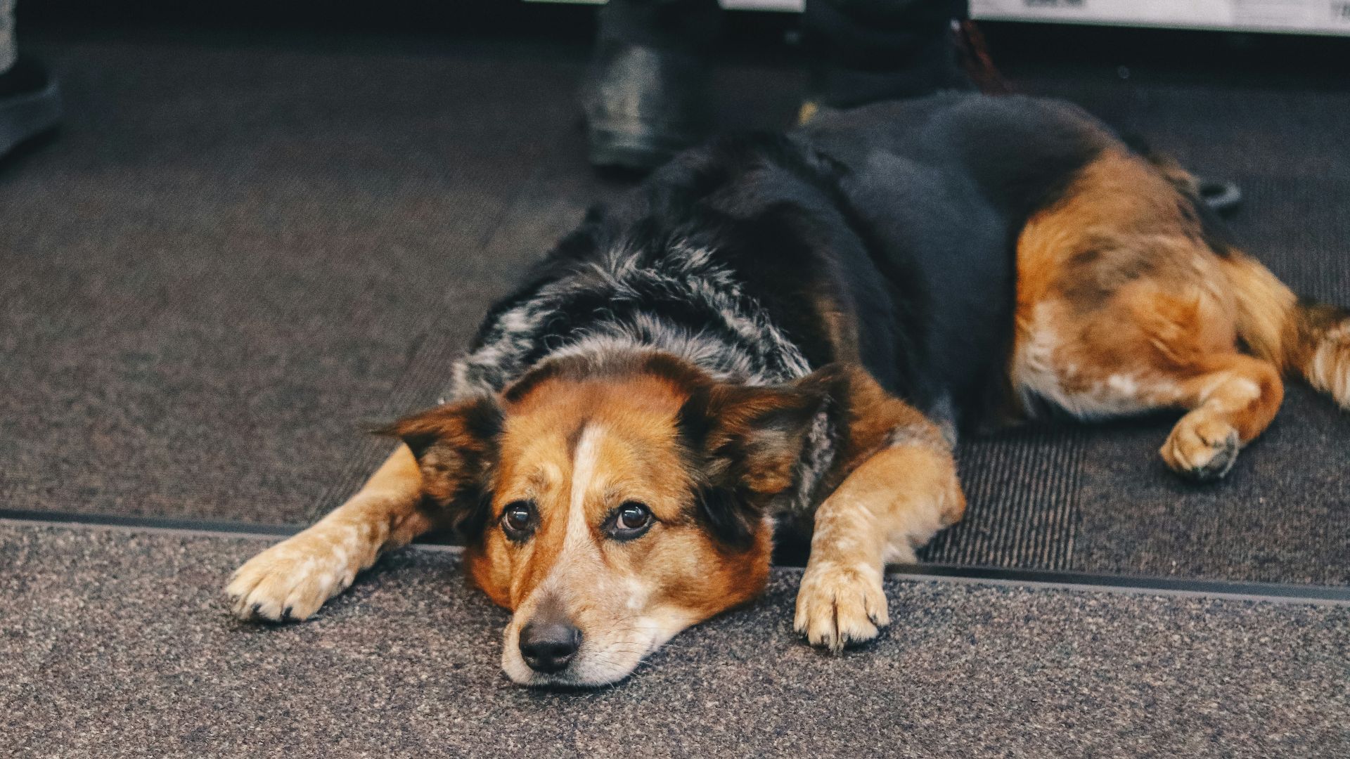 medium-coated black and brown dog lying on top of black mat