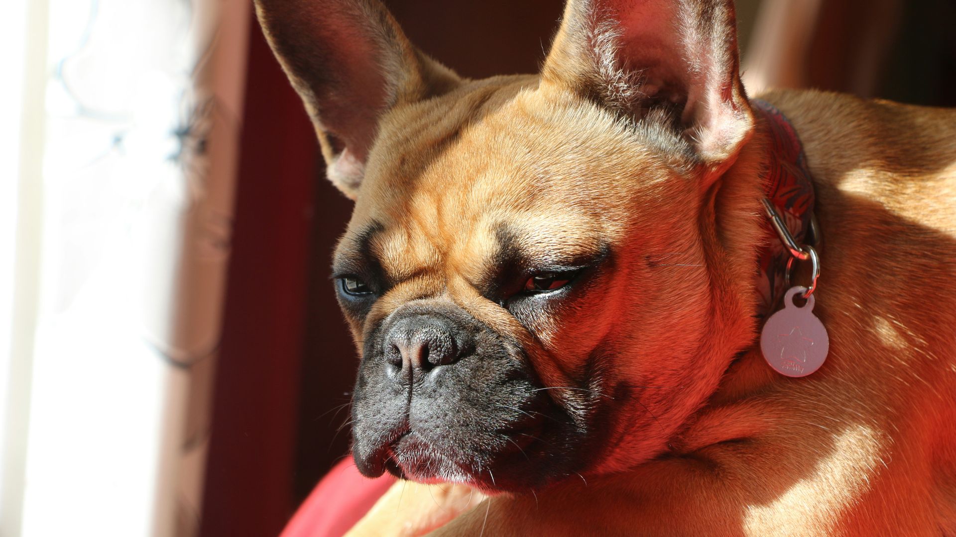 a small brown dog laying on top of a red couch