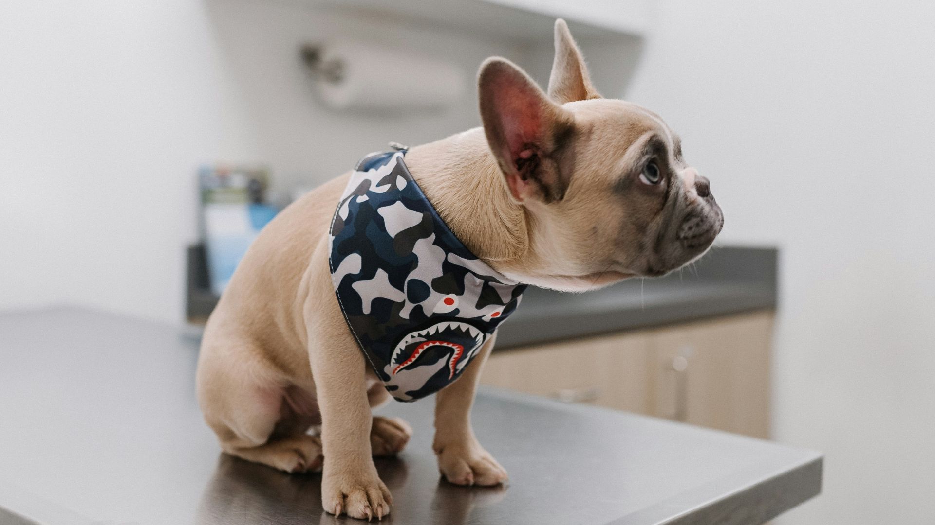 white french bulldog wearing blue and white polka dot shirt