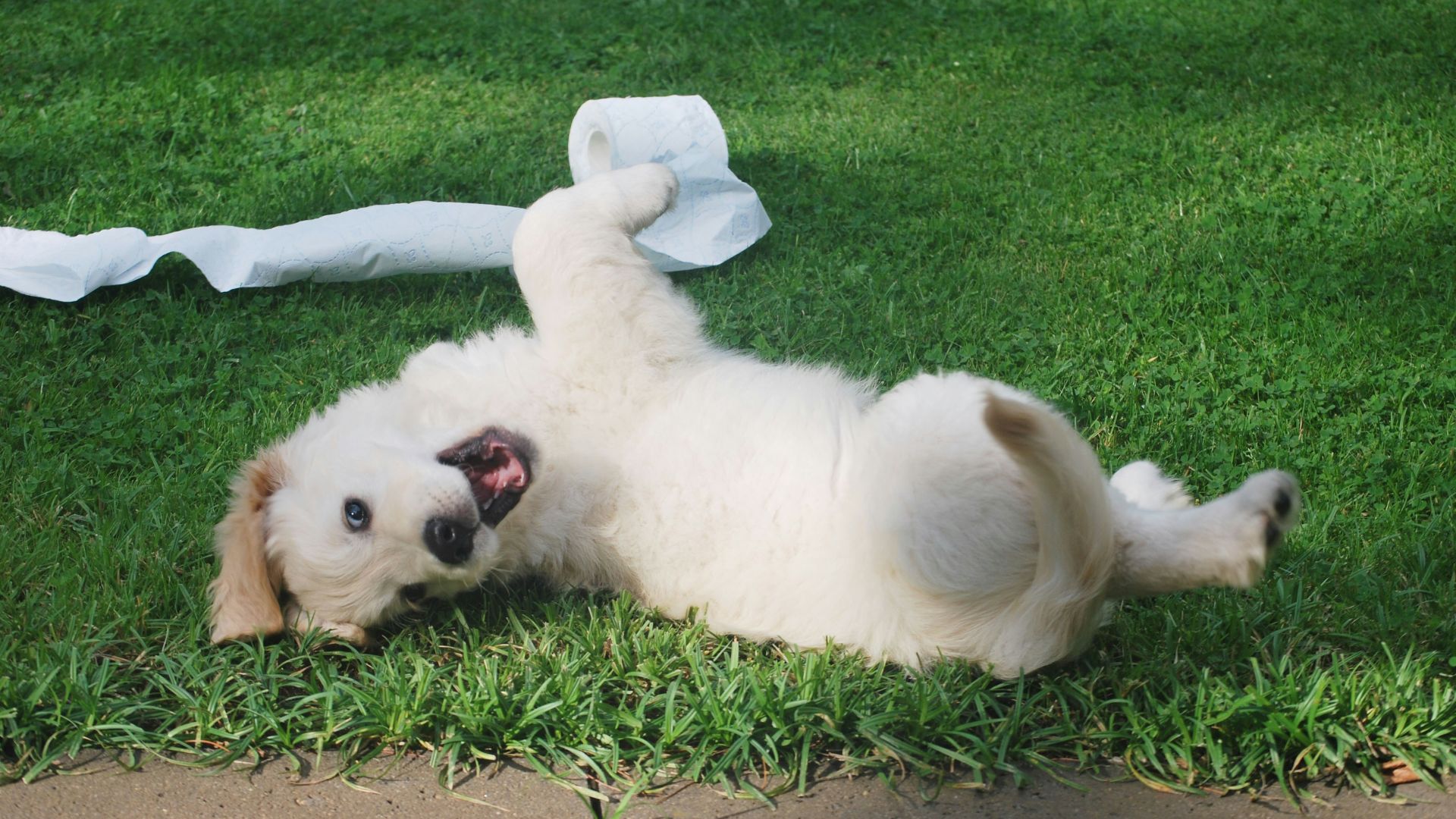 white puppy rolling on green grass