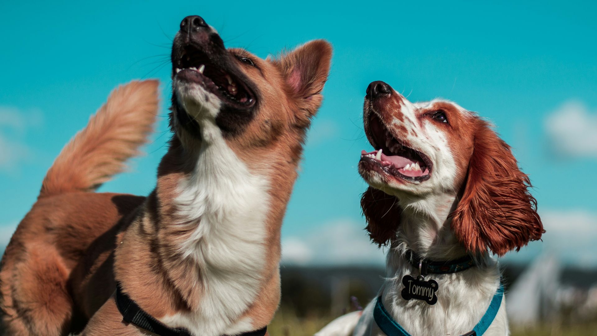 two white and brown dogs