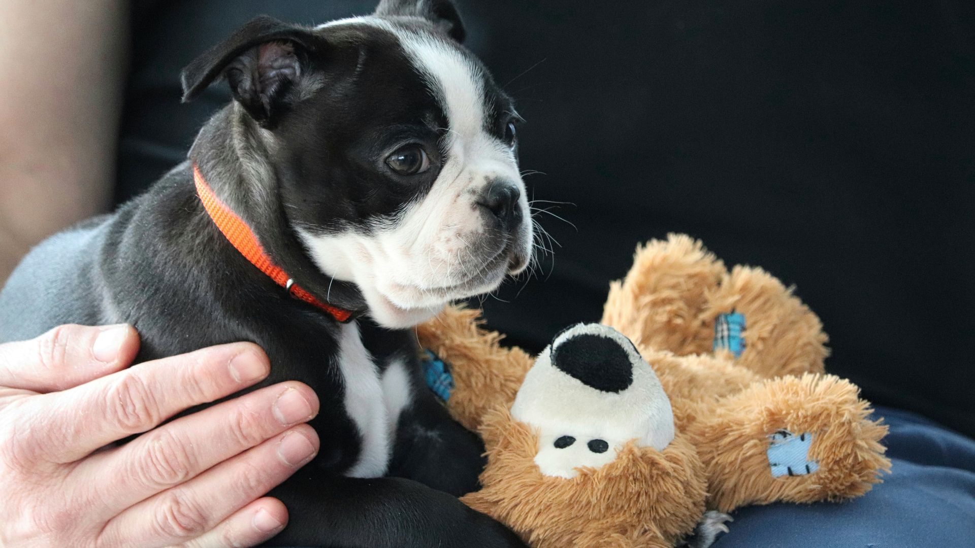 a small black and white dog sitting next to a teddy bear
