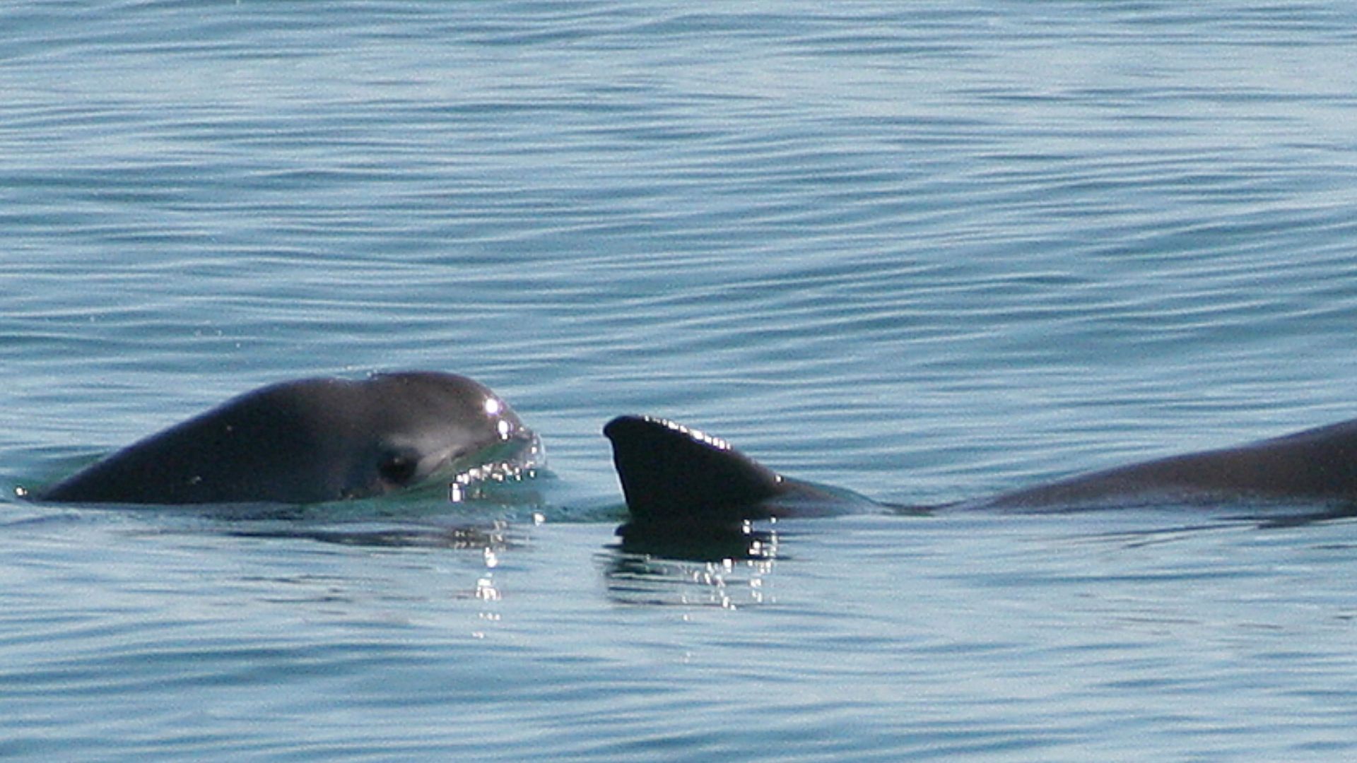 File:Vaquita6 Olson NOAA.jpg
