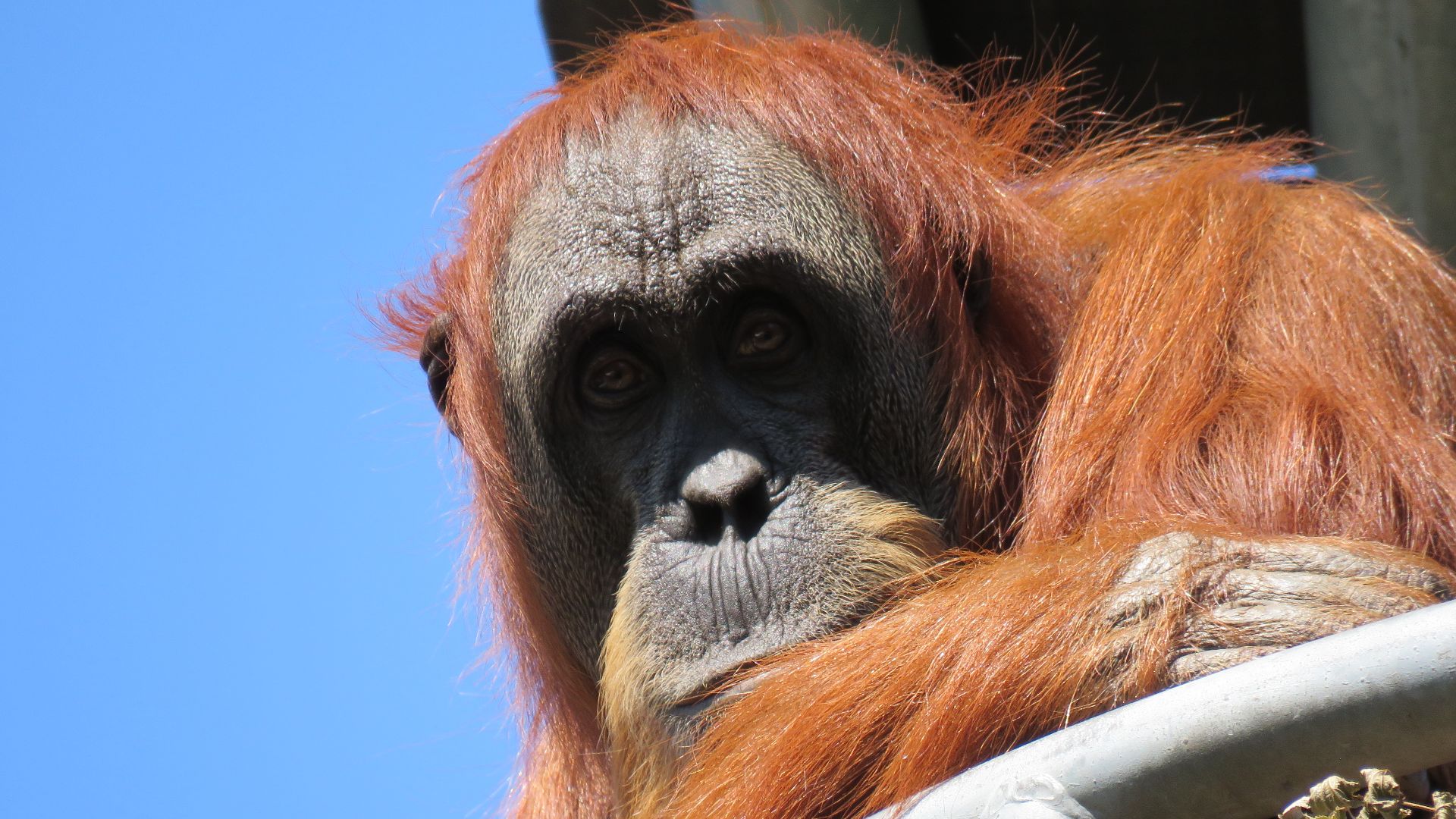 File:Sumatran Orangutan (Pongo abelii) at Perth Zoo, October 2024 18.jpg