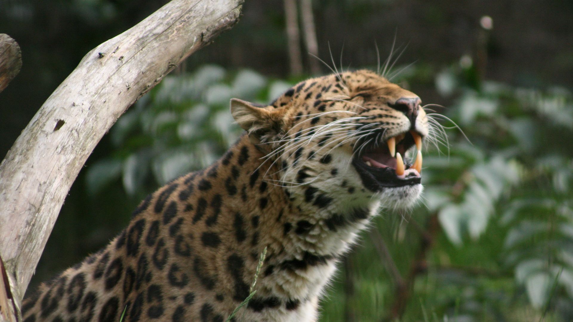 File:Panthera pardus orientalis Korkeasaari.jpg