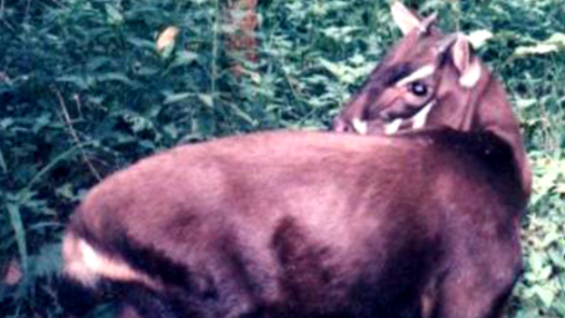 File:Pseudoryx nghetinhensis, b.PNG