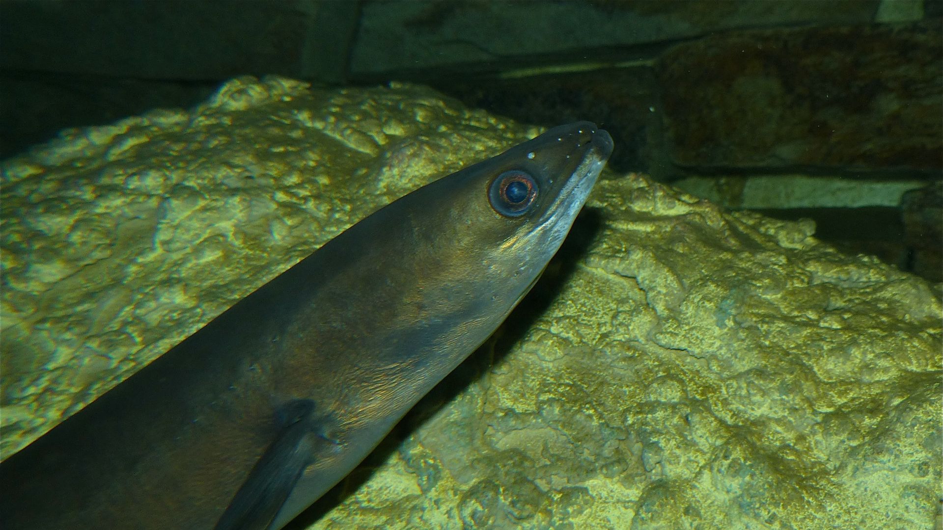 File:European Eel (Anguilla anguilla) (13532974394).jpg