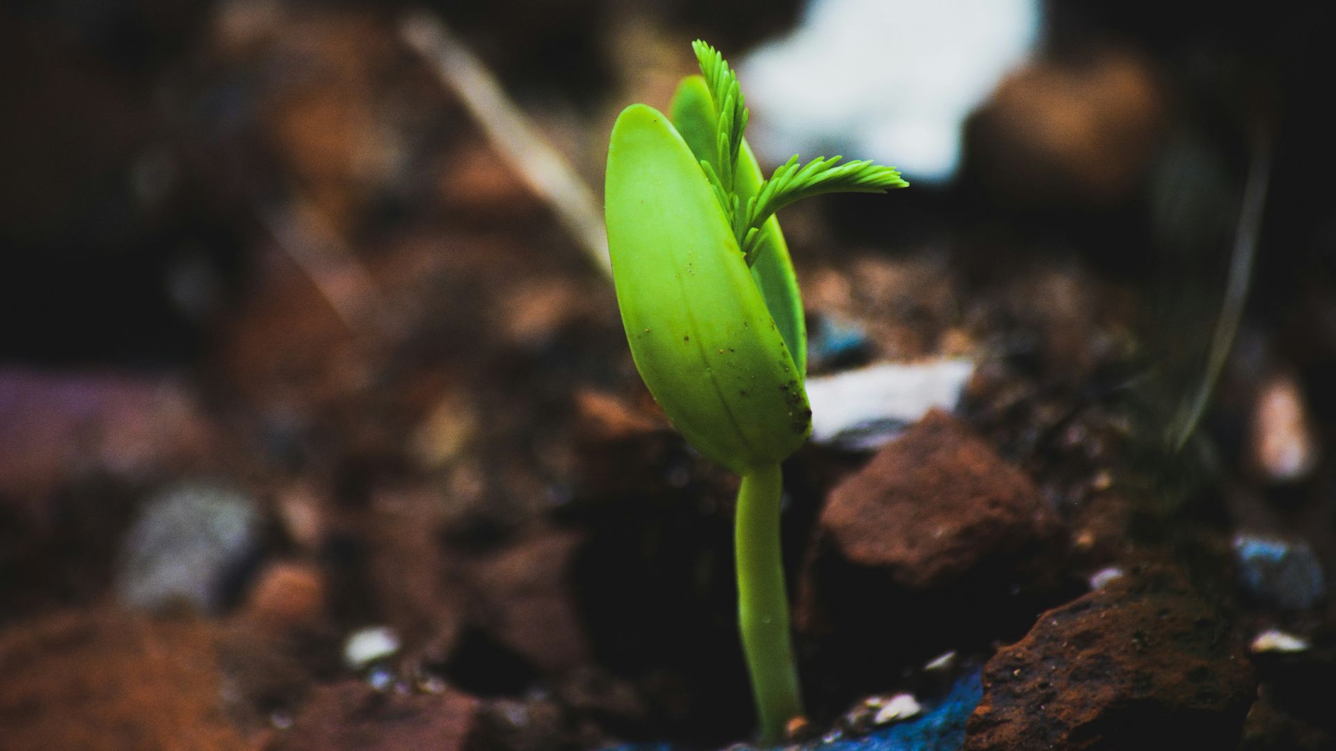 a small green plant sprouting out of the ground