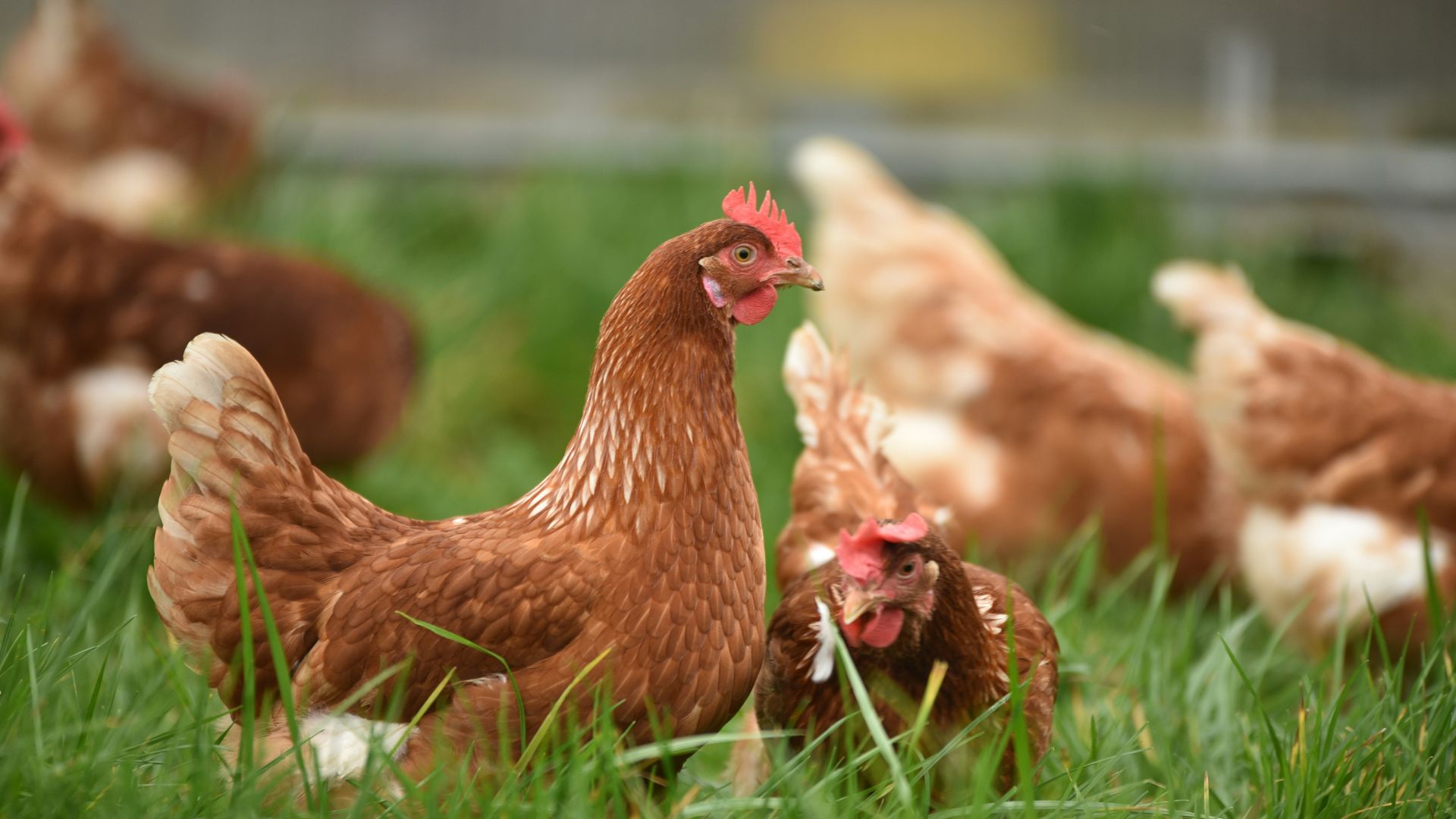 brown hen on green grass during daytime