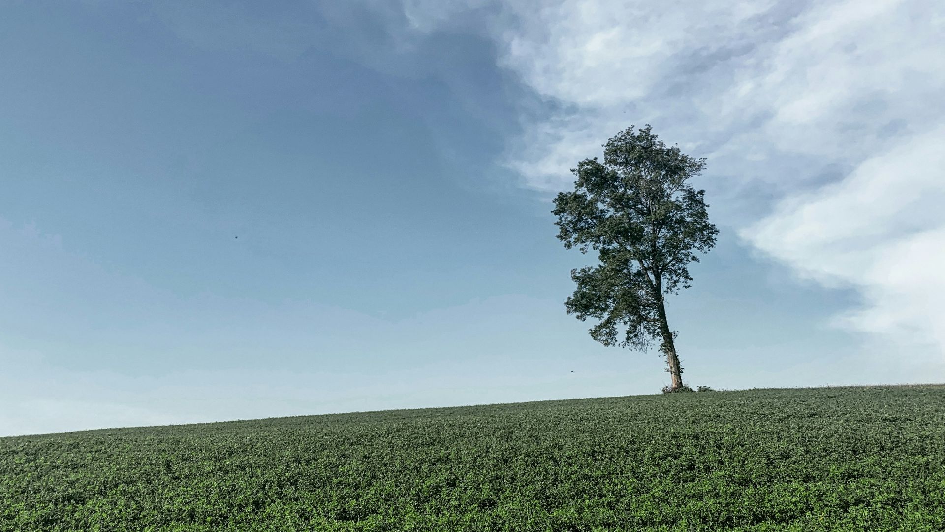 green grass field under blue sky during daytime