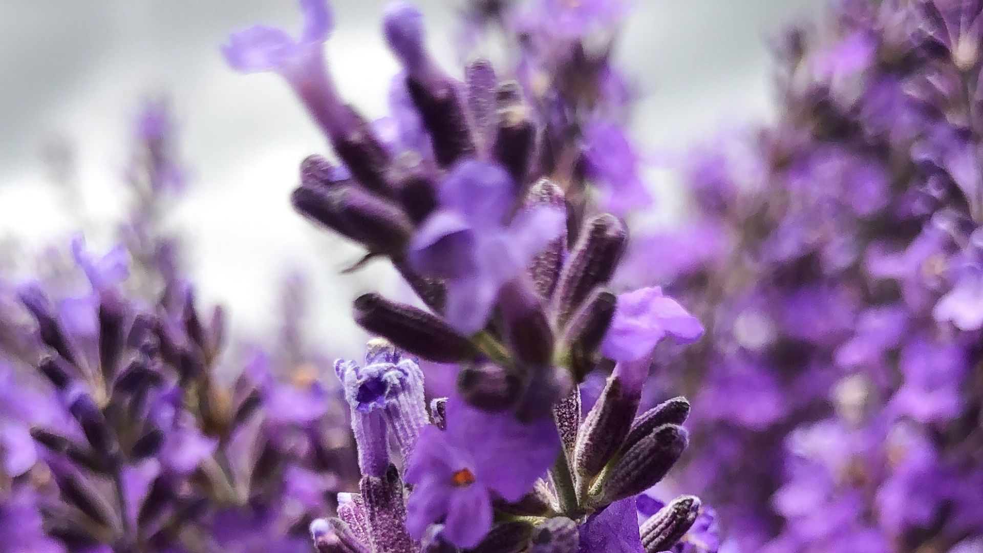 purple petaled flower