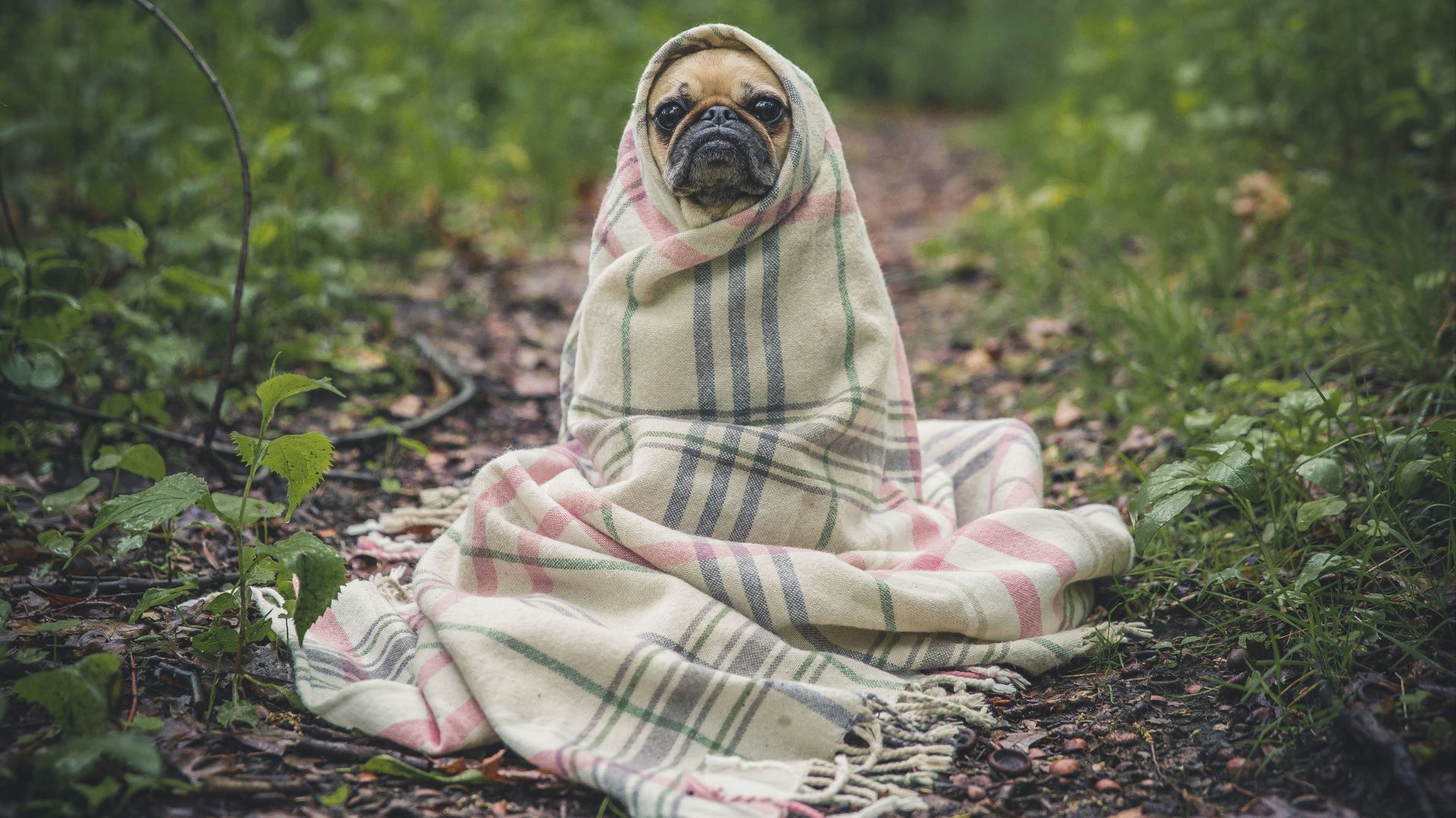 fawn pug covered by Burberry textile between plants