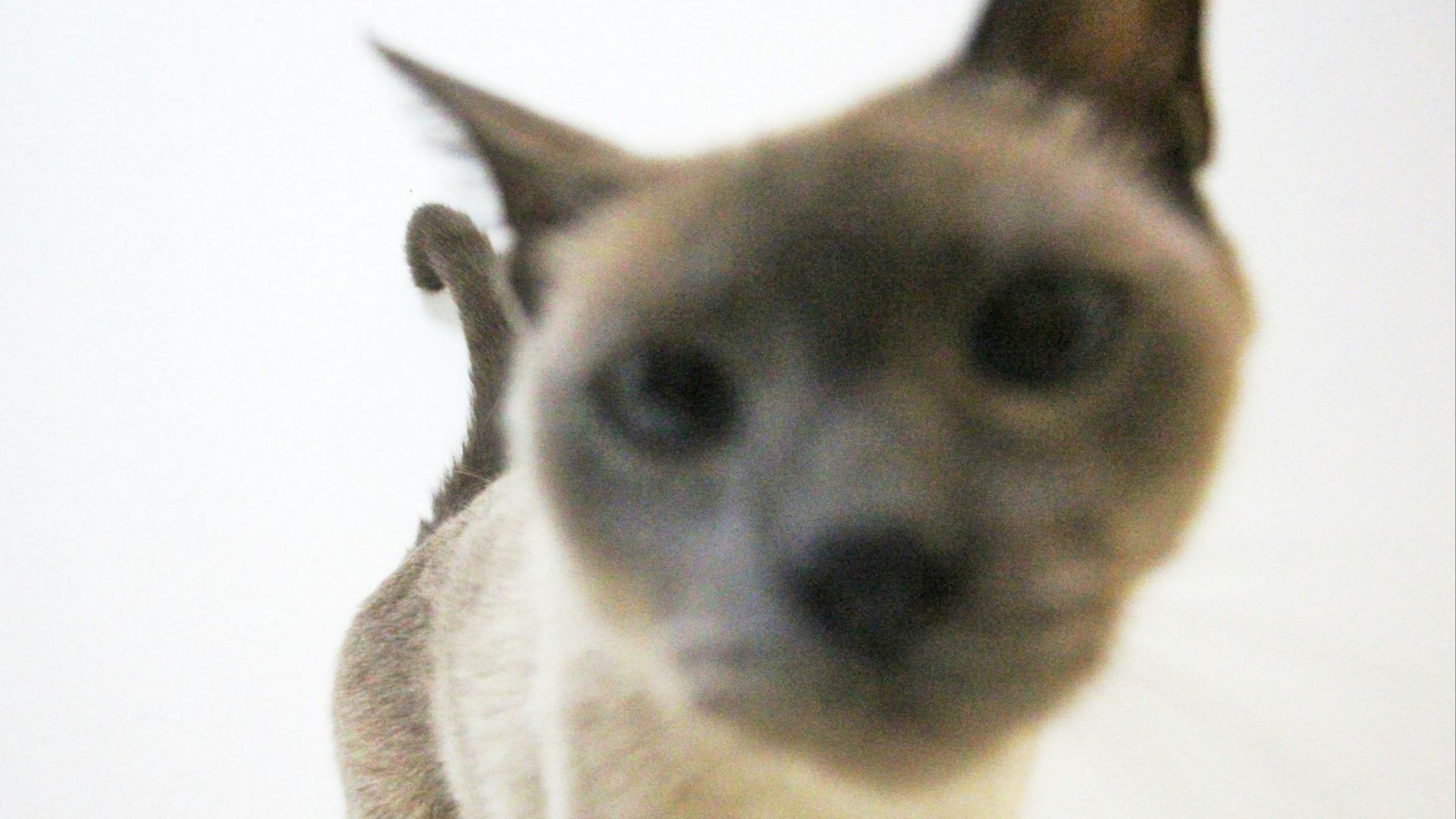 short-coated brown cat