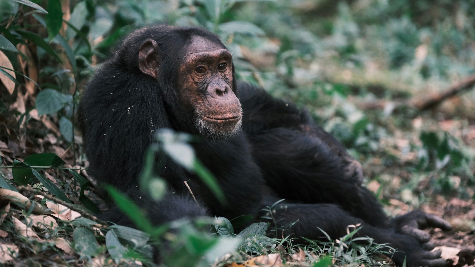 A chimpanzee sits relaxed amidst greenery.