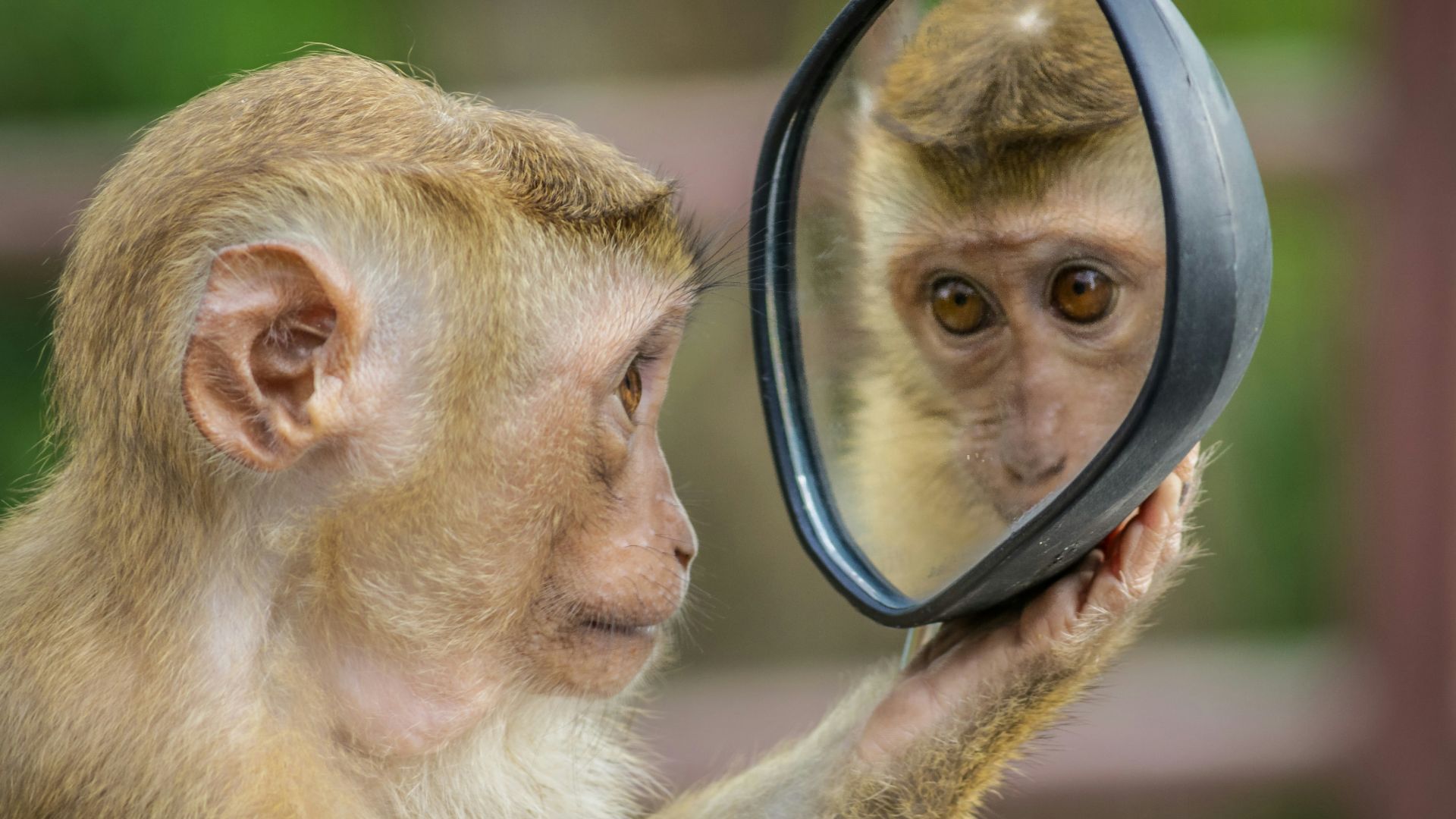 chimpanzee holding mirror