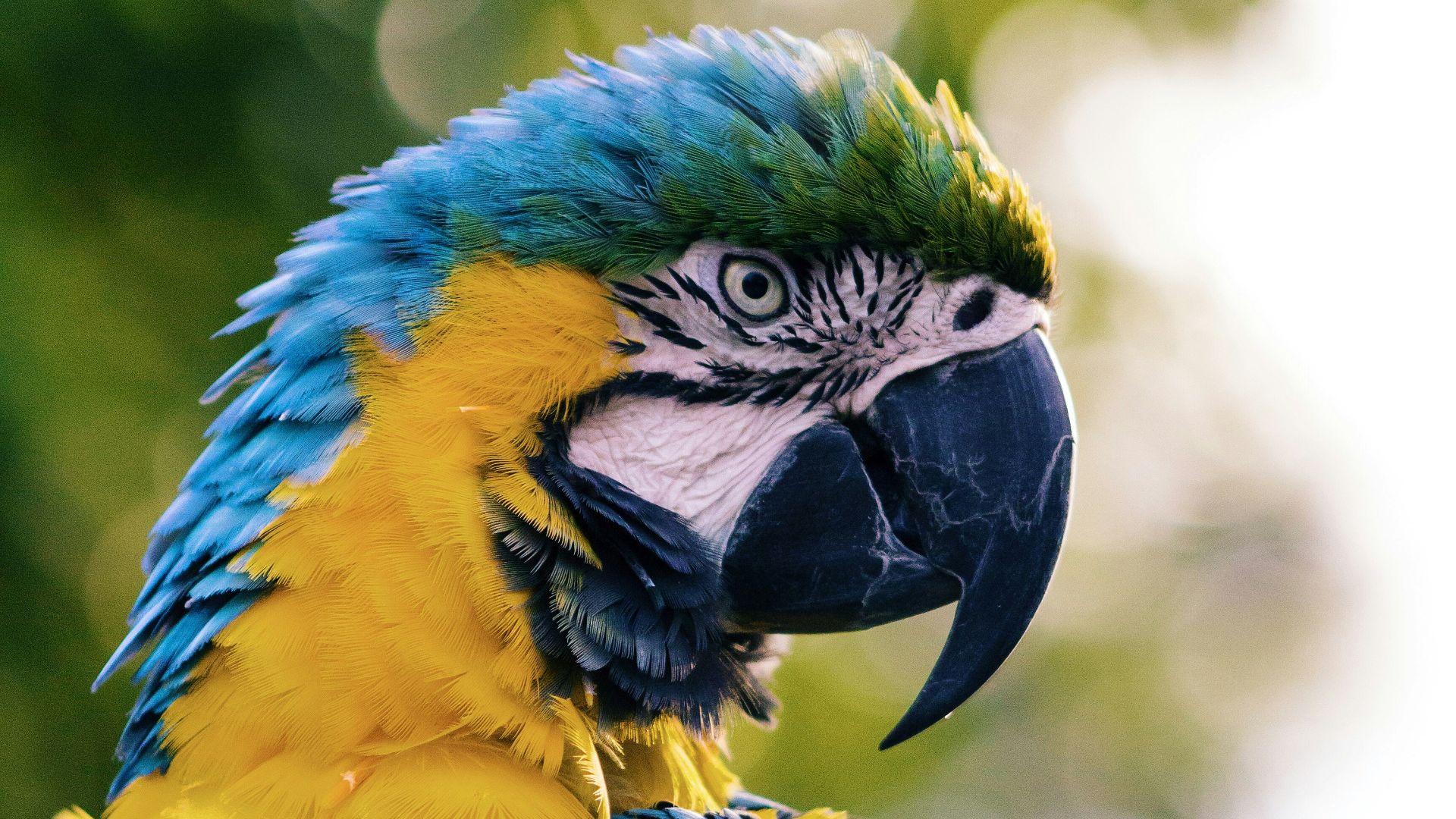 close up of a yellow and blue macaw