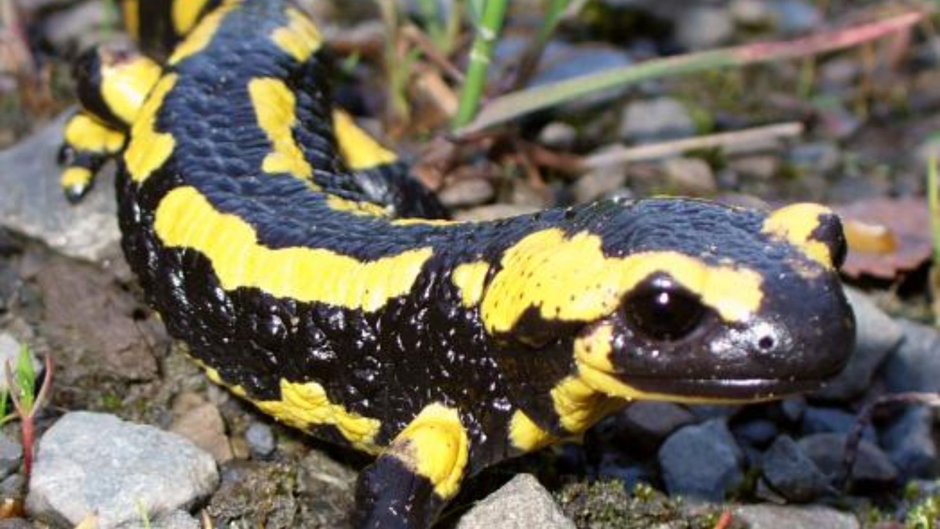 File:Feuer Salamander 2.jpg