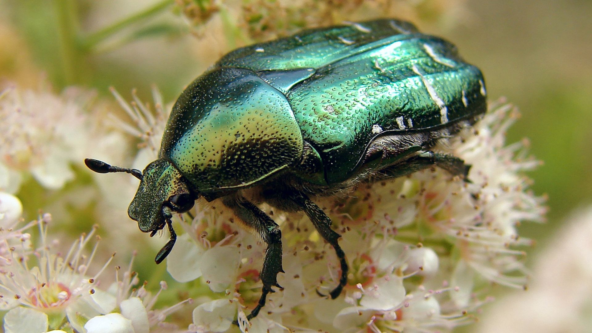 File:Cetonia-aurata.jpg