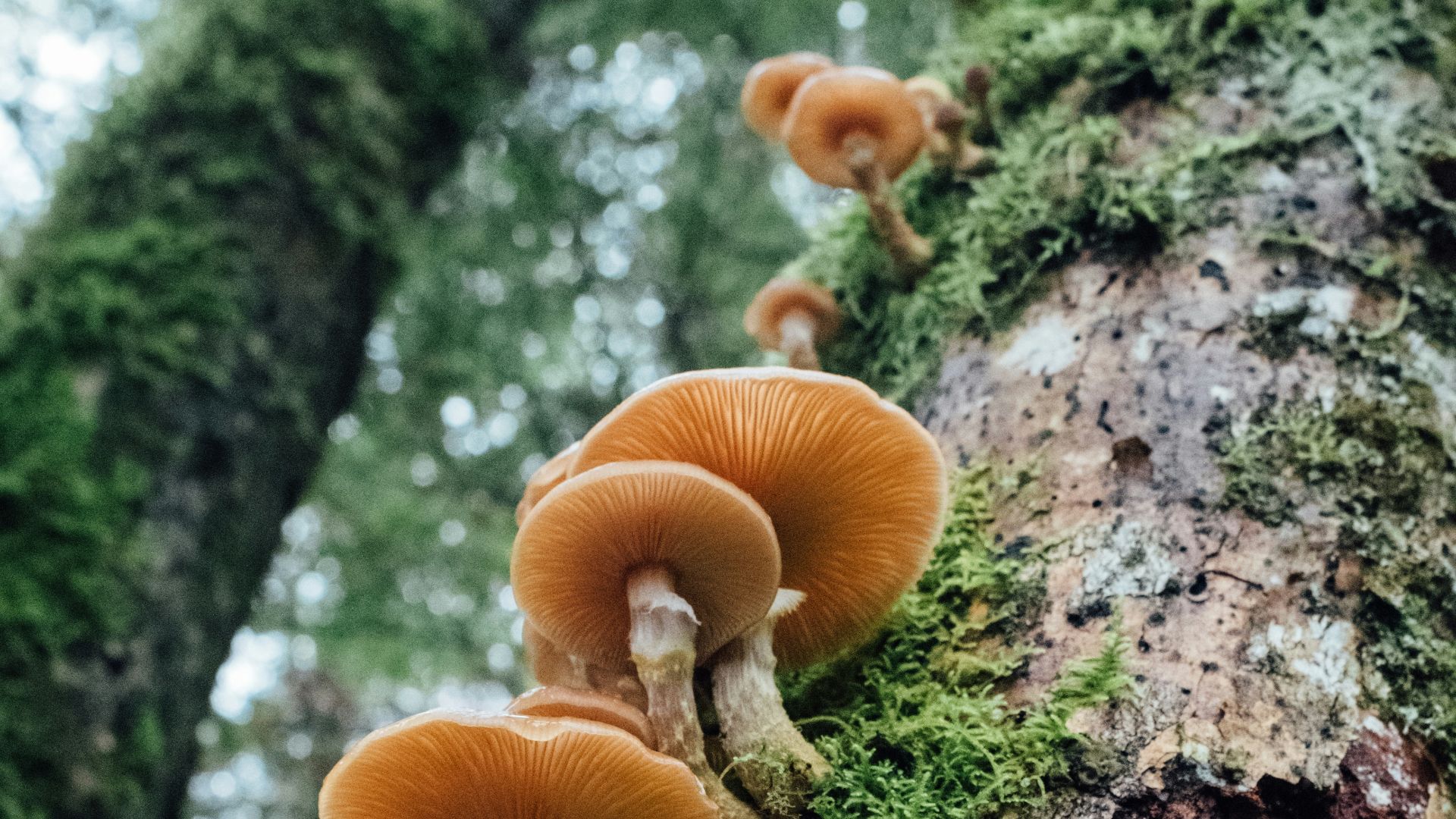 brown mushrooms on tree trunk