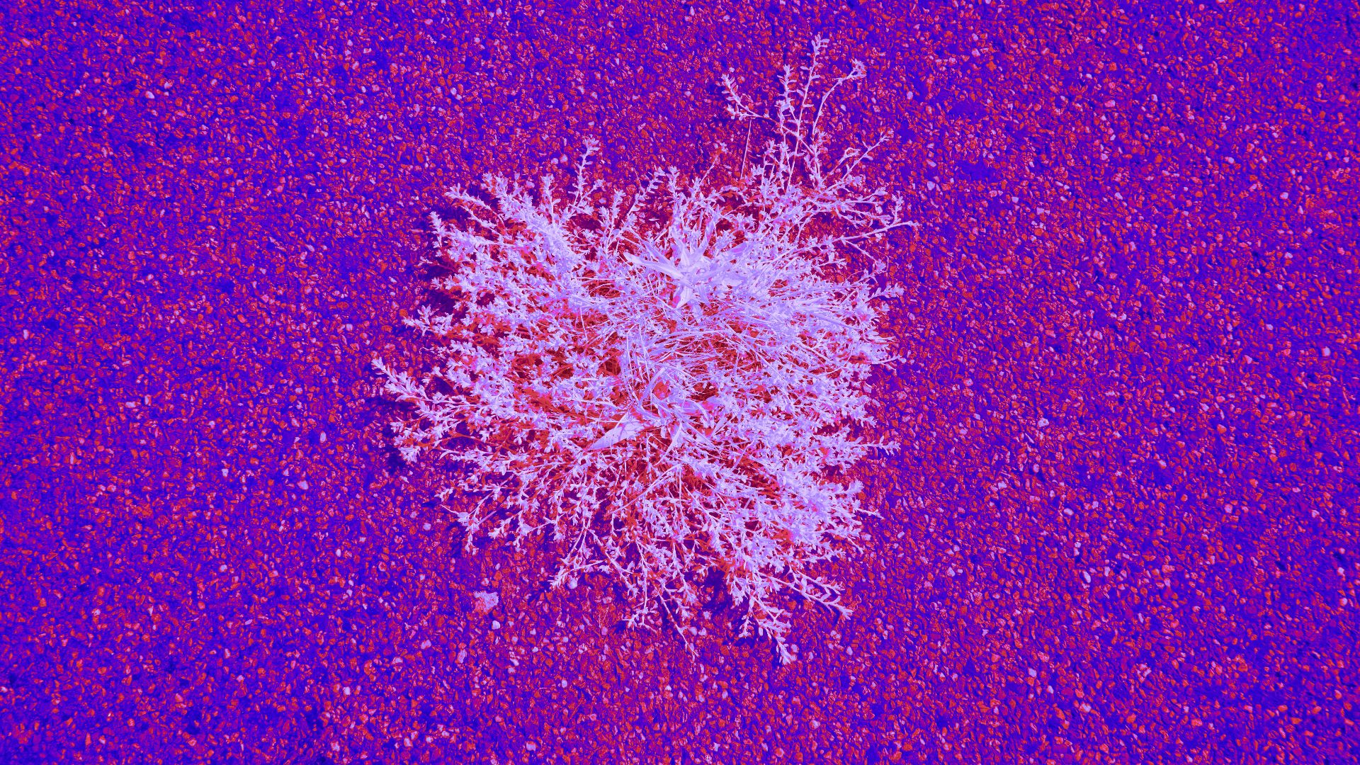 White, branching shape rests on a purple surface.