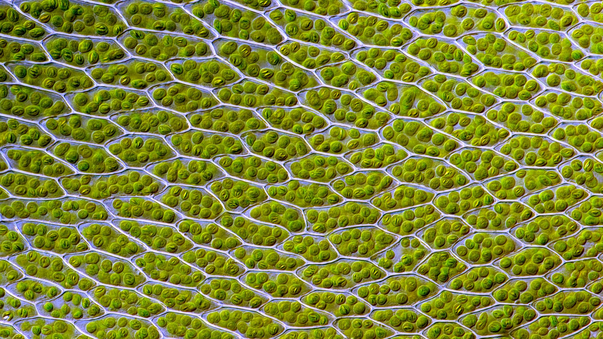 File:Bryum capillare leaf cells.jpg