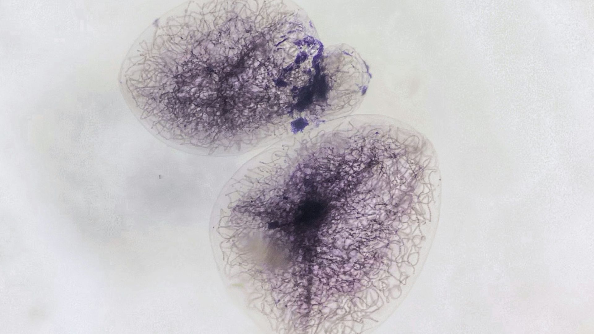 white moon on black background