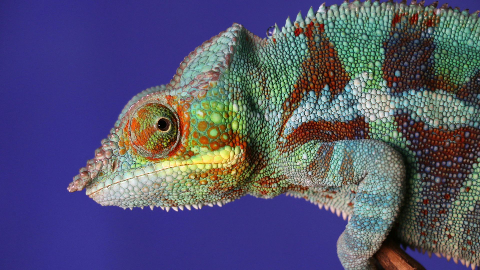 green chameleon in close-up