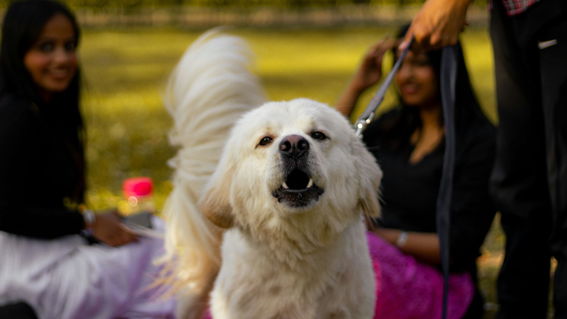 a white dog on a leash being held by a woman