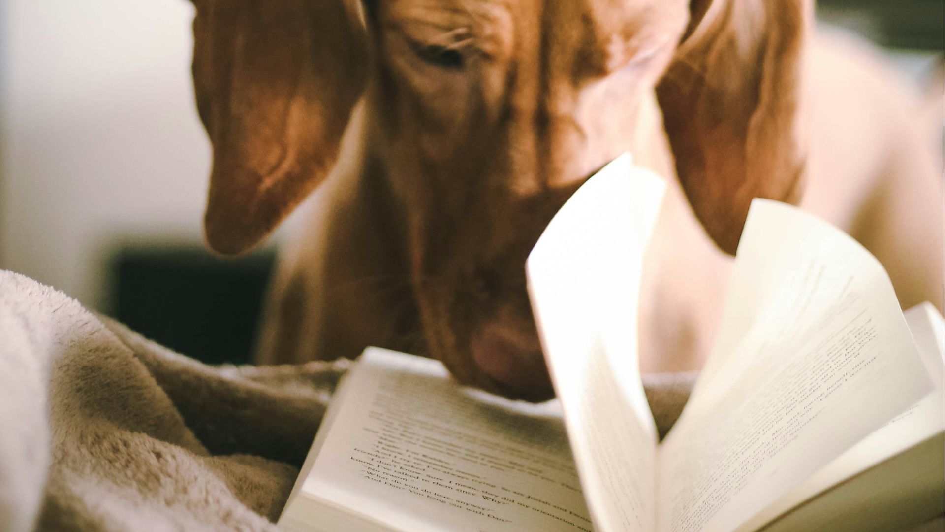 dog reading book during daytime