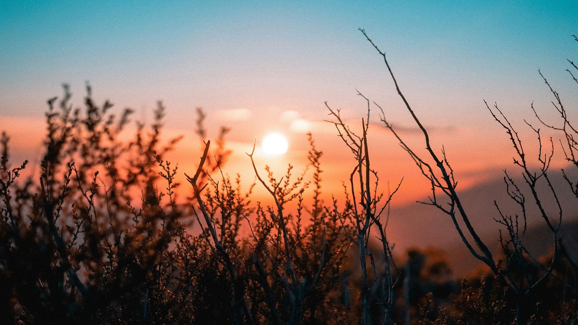 silhouette of plant during sunset