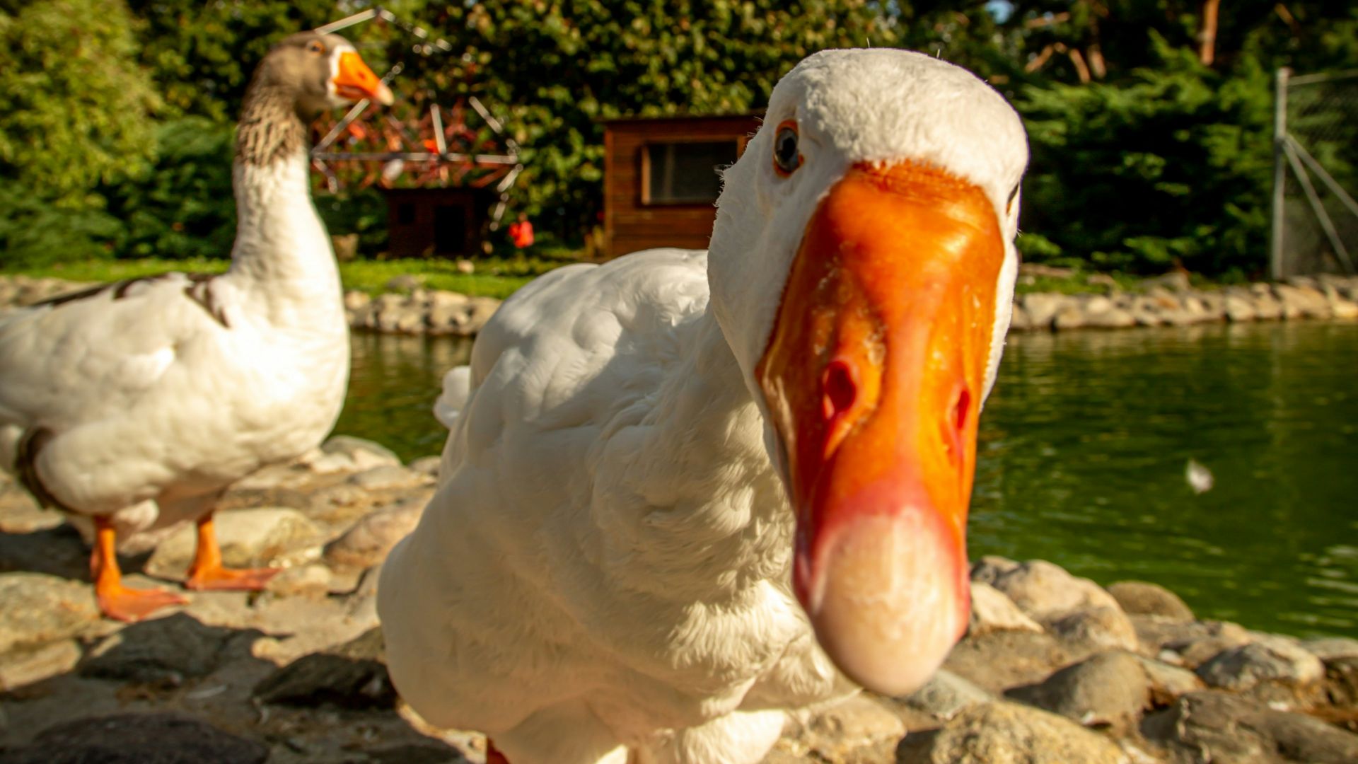 two white-and-orange ducks beside body of water