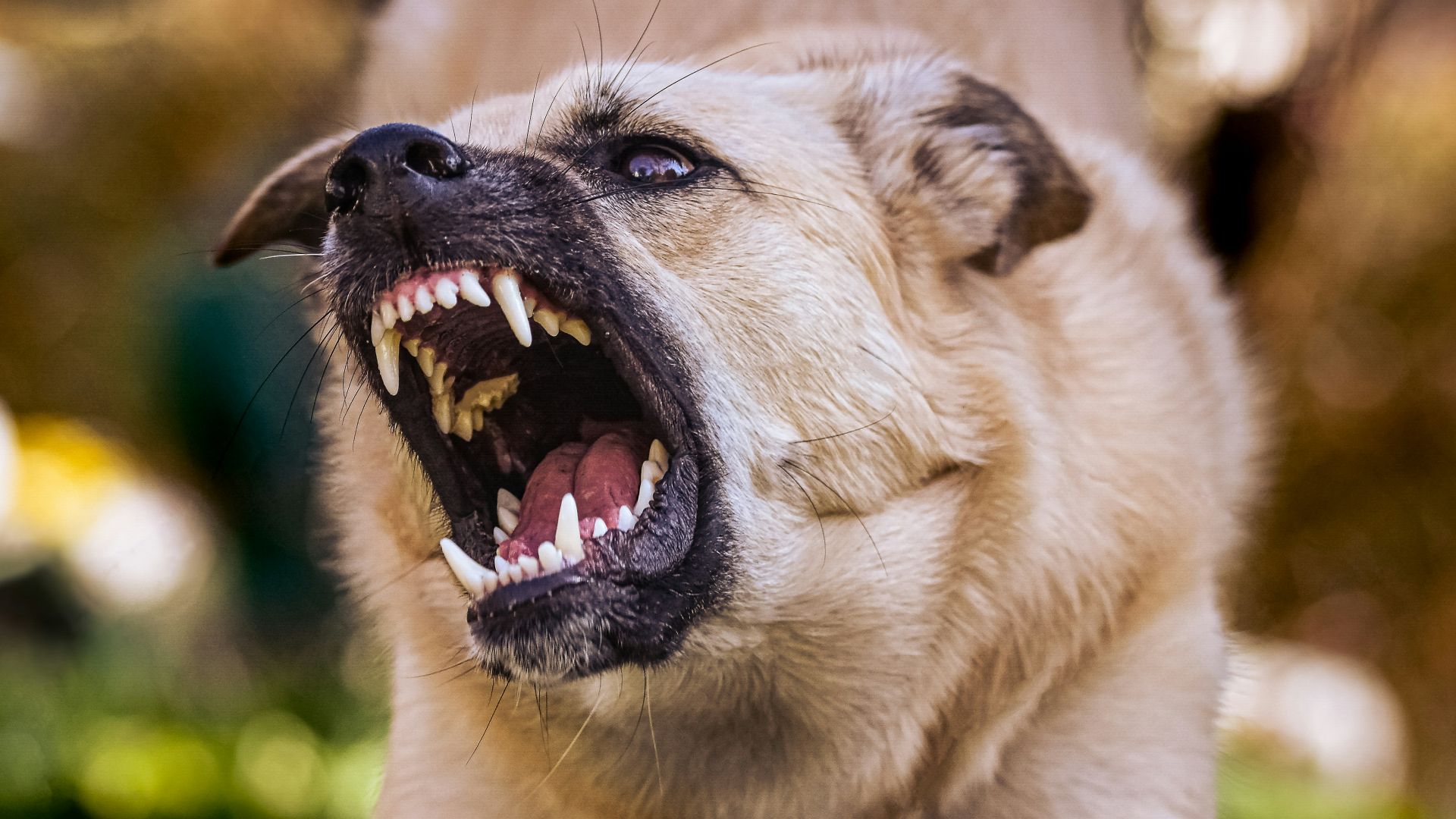 white and brown short coated dog lying on green grass during daytime