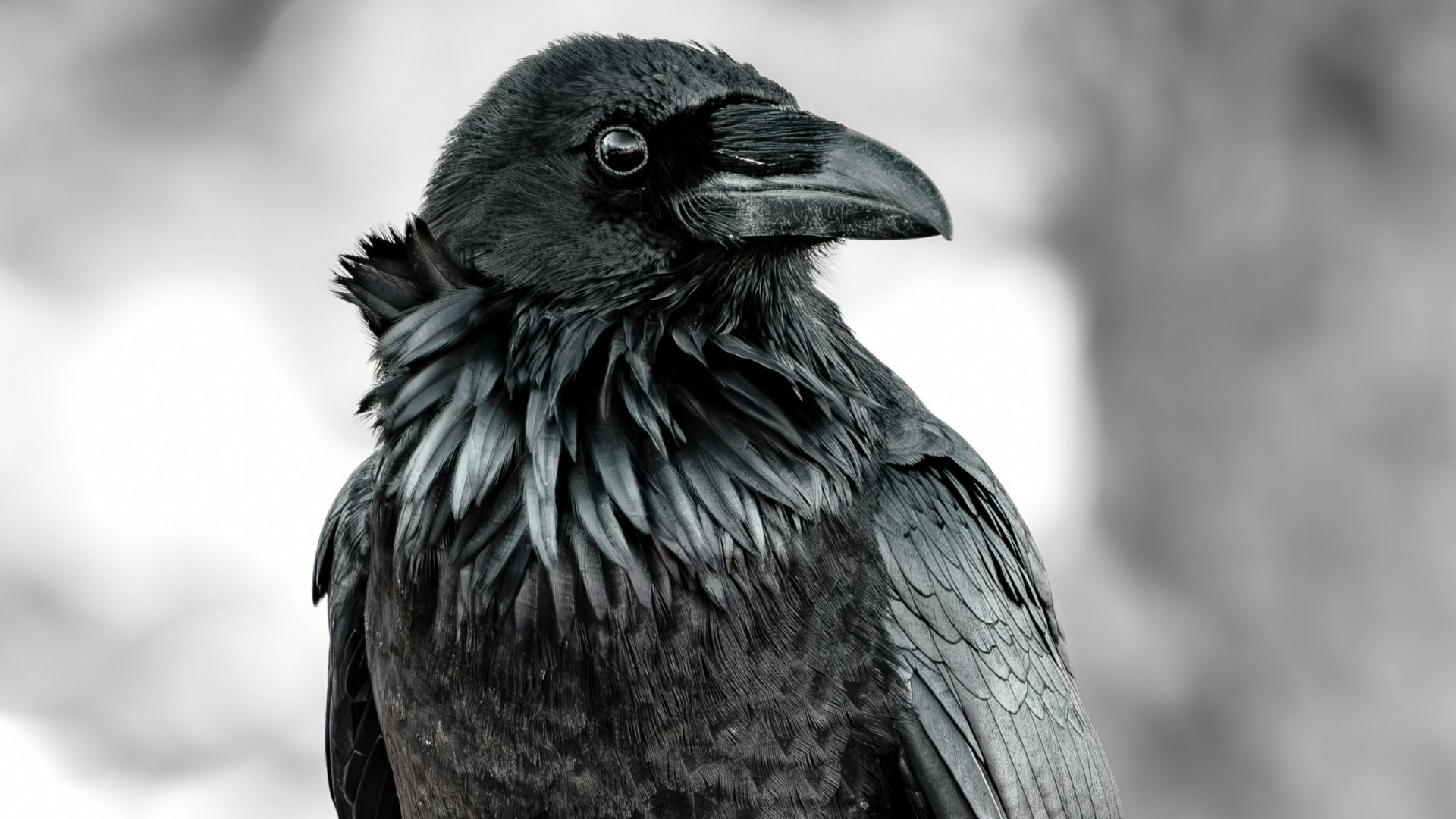 a black bird sitting on top of a roof
