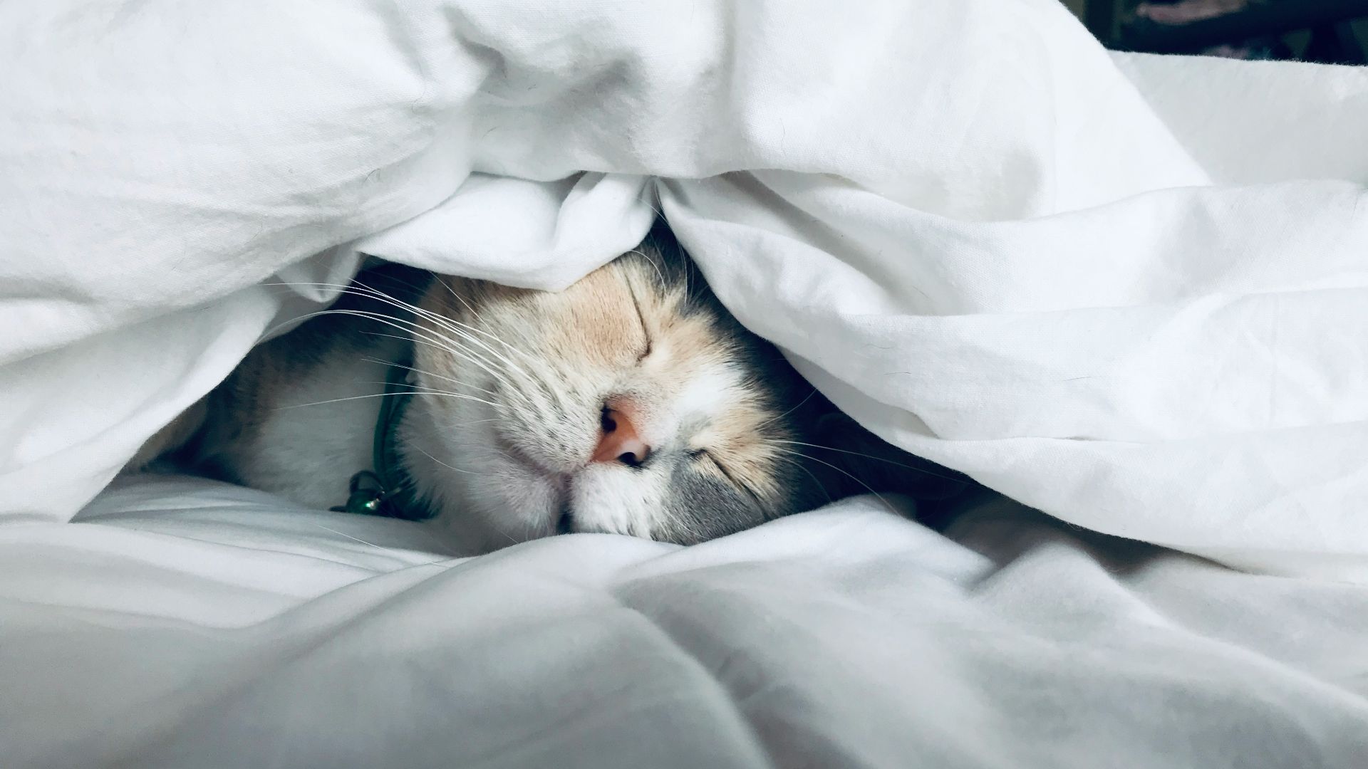 white cat sleeps under white comforter