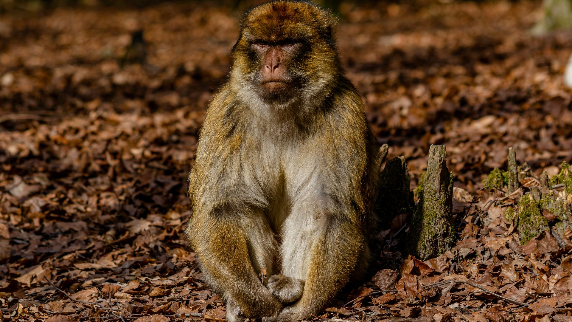 a monkey sitting on the ground