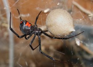 Black_Widow_Spider_07-04-20-300x216.jpg