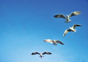 1600px-SeaGulls-300x213.jpg