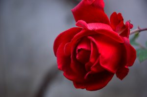 rose-3802424-300x199.jpg