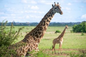 giraffes-1724258_1920-300x199.jpg