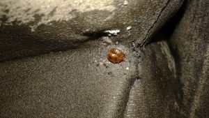 Bed_bugs_having_sex_and_their_eggs-300x169.jpg