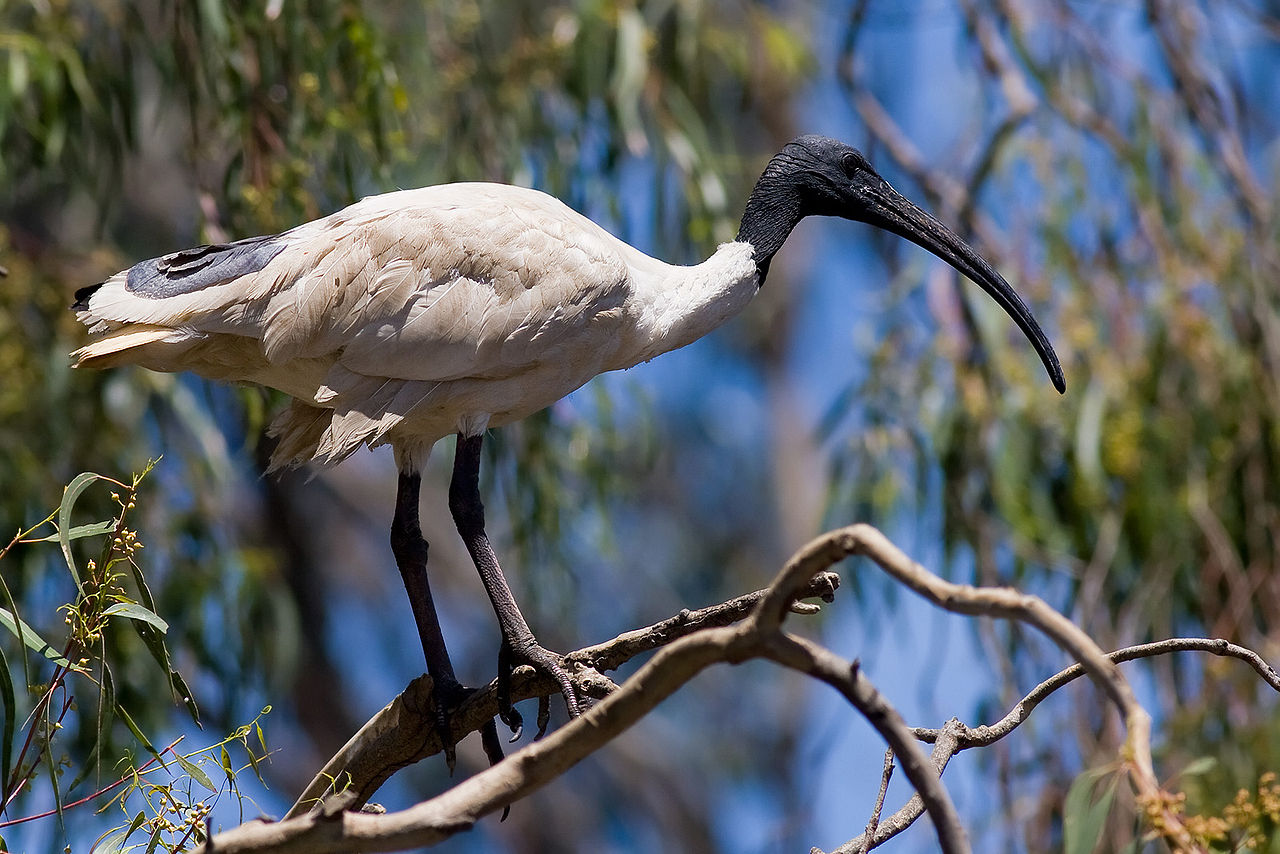 1280px-australian_white_ibis_in_tree-1544136794678.jpg