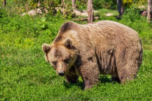 bear-422682-300x200.jpg