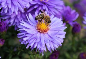 bee-191629-300x205.jpg