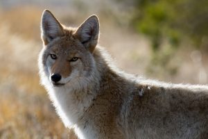 coyote-1480717-1-300x200.jpg