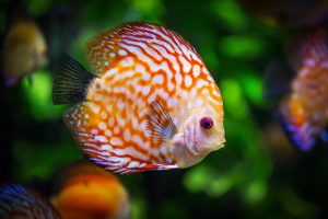 discus-fish-1943755-300x200.jpg